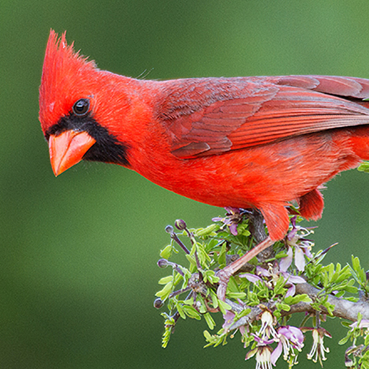 Northern Cardinal