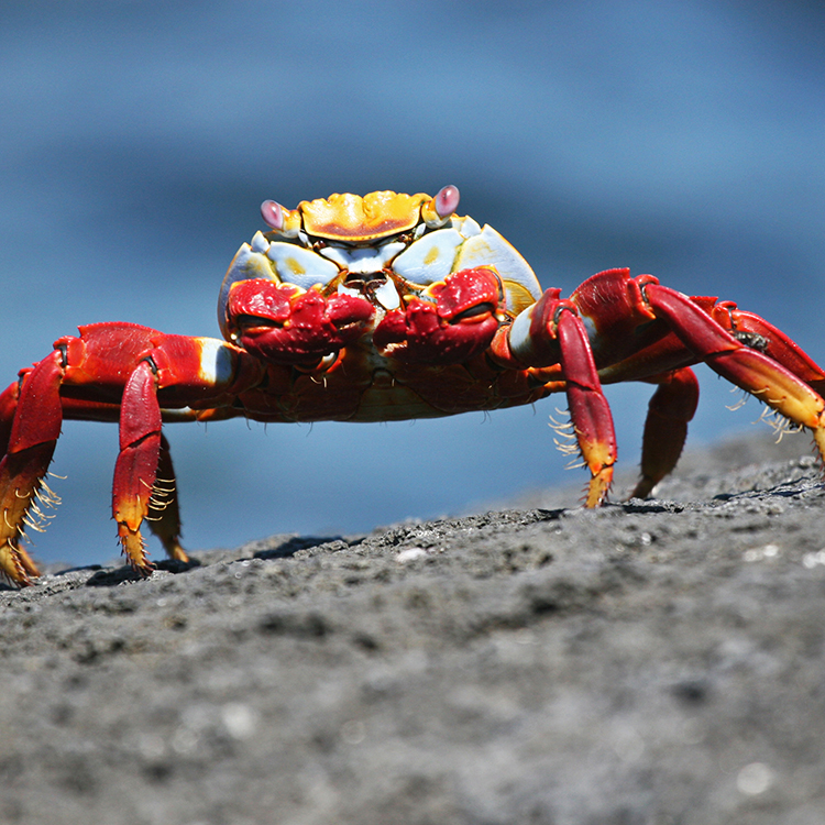 Image of Sally Lightfoot Crab