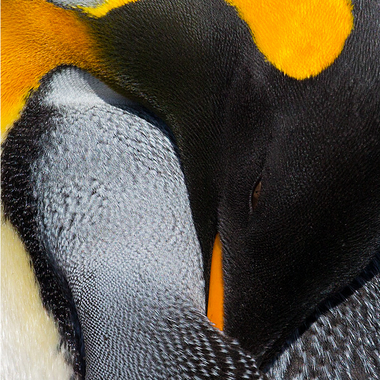 Abstract image of a King Penguin