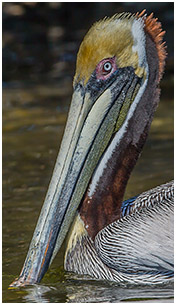 Photo of Brown Pelican